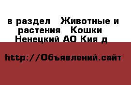  в раздел : Животные и растения » Кошки . Ненецкий АО,Кия д.